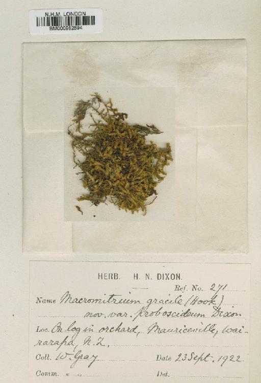 Macromitrium gracile (Hook.) Schwägr. - BM000982694