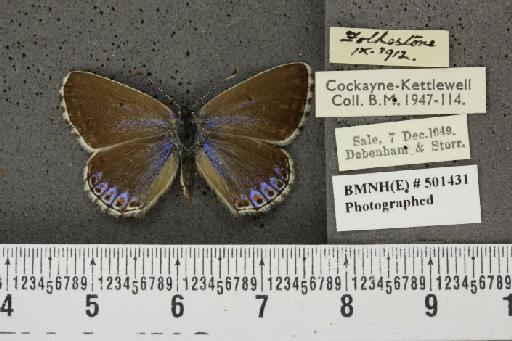Lysandra bellargus ab. caeruleo-cuneata Tutt, 1909 - BMNHE_501431_181553