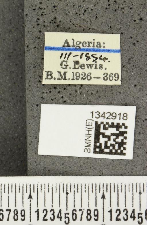 Lilioceris (Lilioceris) lilii stercoraria (Linnaeus, 1767) - BMNHE_1342918_label_13089