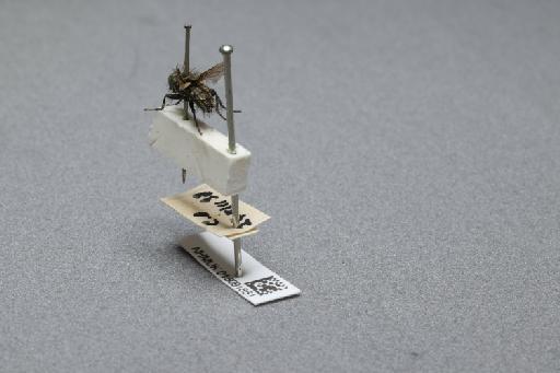 Sarcophaga (Myorhina) nigriventris Meigen, 1826 - 015091851_additional_2