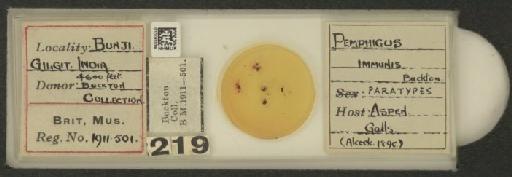 Pemphigus immunis Buckton, 1896 - 010183039_112913_1095560