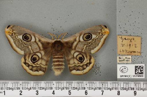 Saturnia pavonia ab. flavomaculata Schultz, 1909 - BMNHE_1639800_203802