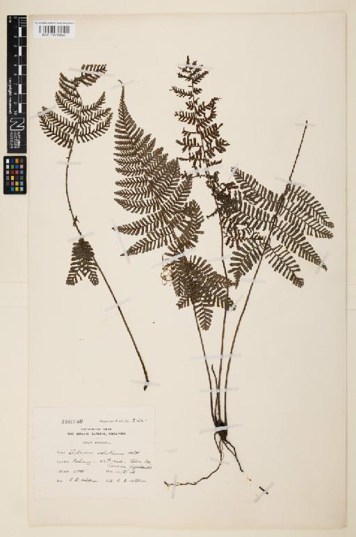 Diplazium velutinum Holttum - 013736941