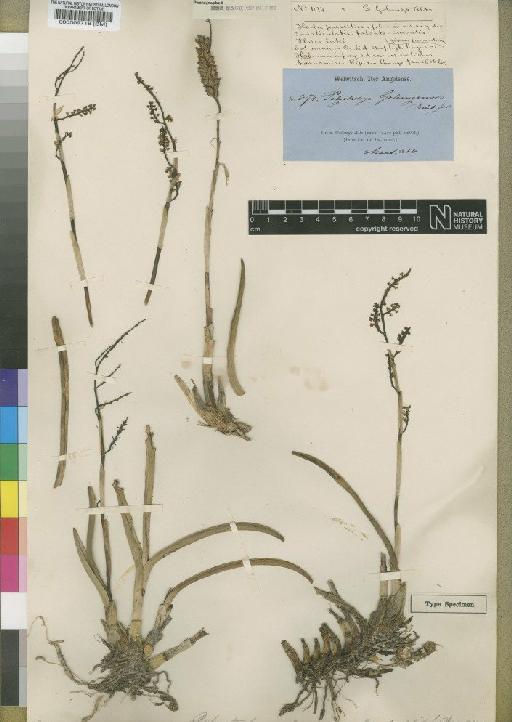 Polystachya golungensis Rchb.f. - BM000509718