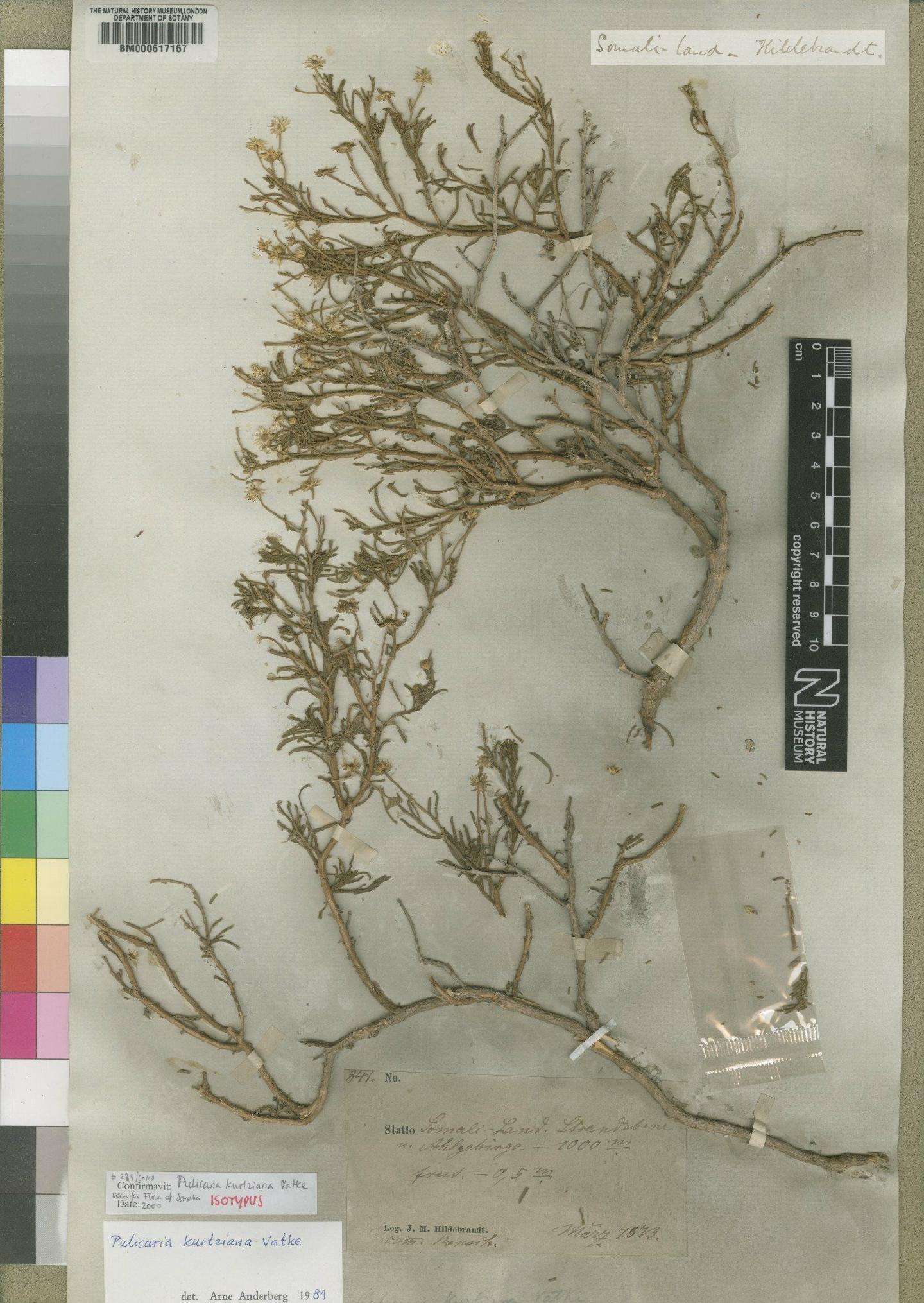 To NHMUK collection (Pulicaria kurtziana Vatke; Isotype; NHMUK:ecatalogue:4528496)