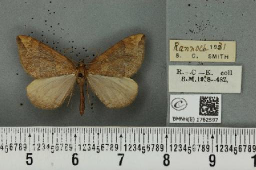 Eulithis populata (Linnaeus, 1758) - BMNHE_1762597_344085