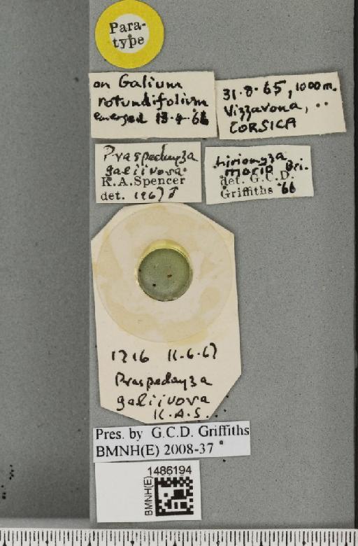 Liriomyza galiivora (Spencer, 1969) - BMNHE_1486194_label_50069