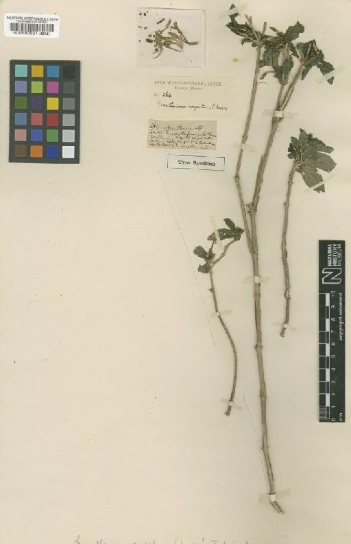 Pseuderanthemum congestum (Moore) Dubs - BM000583061