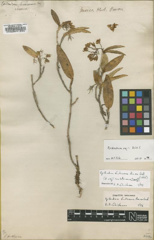 Epidendrum fruticosum Pav. ex Lindl. - BM000026978