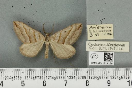 Scotopteryx mucronata scotica (Cockayne, 1940) - BMNHE_1614156_303548