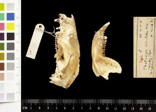 Phalanger orientalis meeki Thomas, 1898 - 1898.4.1.5_Skull_Lateral