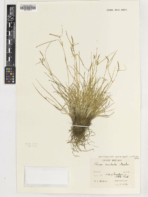 Carex viridula Michx. - BM001003752C