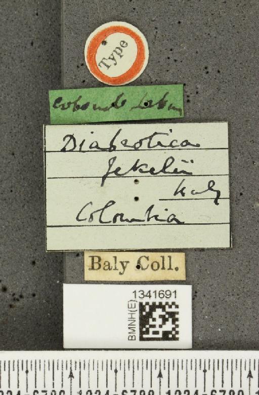 Gynandrobrotica jekelii (Baly, 1886) - BMNHE_1341691_label_23554