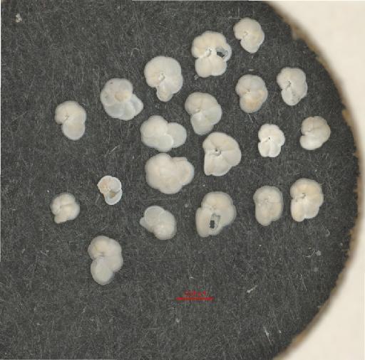 Globorotalia menardii (d'Orbigny) - ZF5764