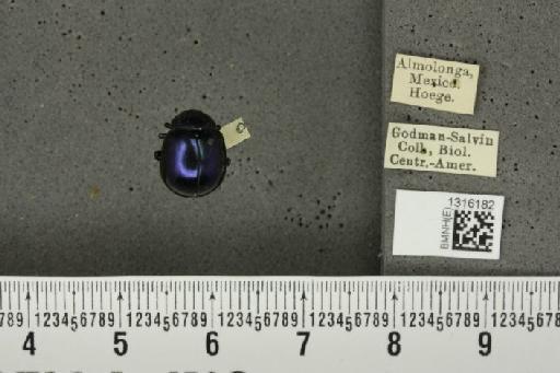 Leptinotarsa violacescens (Stål, 1859) - BMNHE_1316182_15752