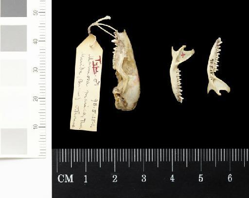 Marmosa marica Thomas, 1898 - 1898.5.15.1_Skull_Lateral