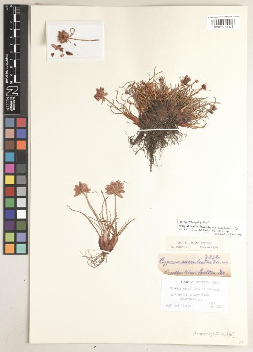 Cyperus rubicundus Vahl - BM013718438