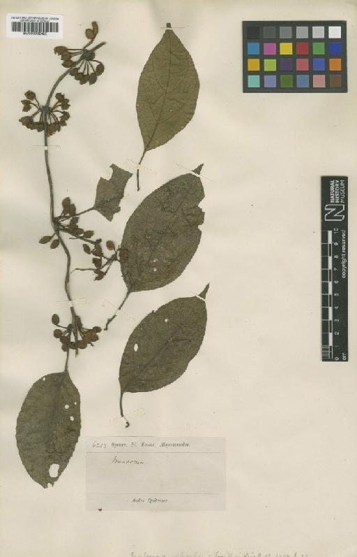Mendoncia orbicularis Turrill - BM000992425