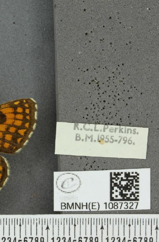 Melitaea athalia (Rottemburg, 1775) - BMNHE_1087327_label_57760