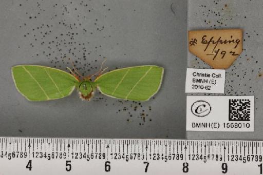 Bena bicolorana (Fuessly, 1775) - BMNHE_1568010_293463