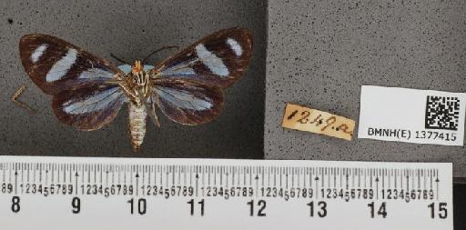 Isostola vicina Butler, 1876 - Isostola vicina Butler syntype BMNH(E) 1377415