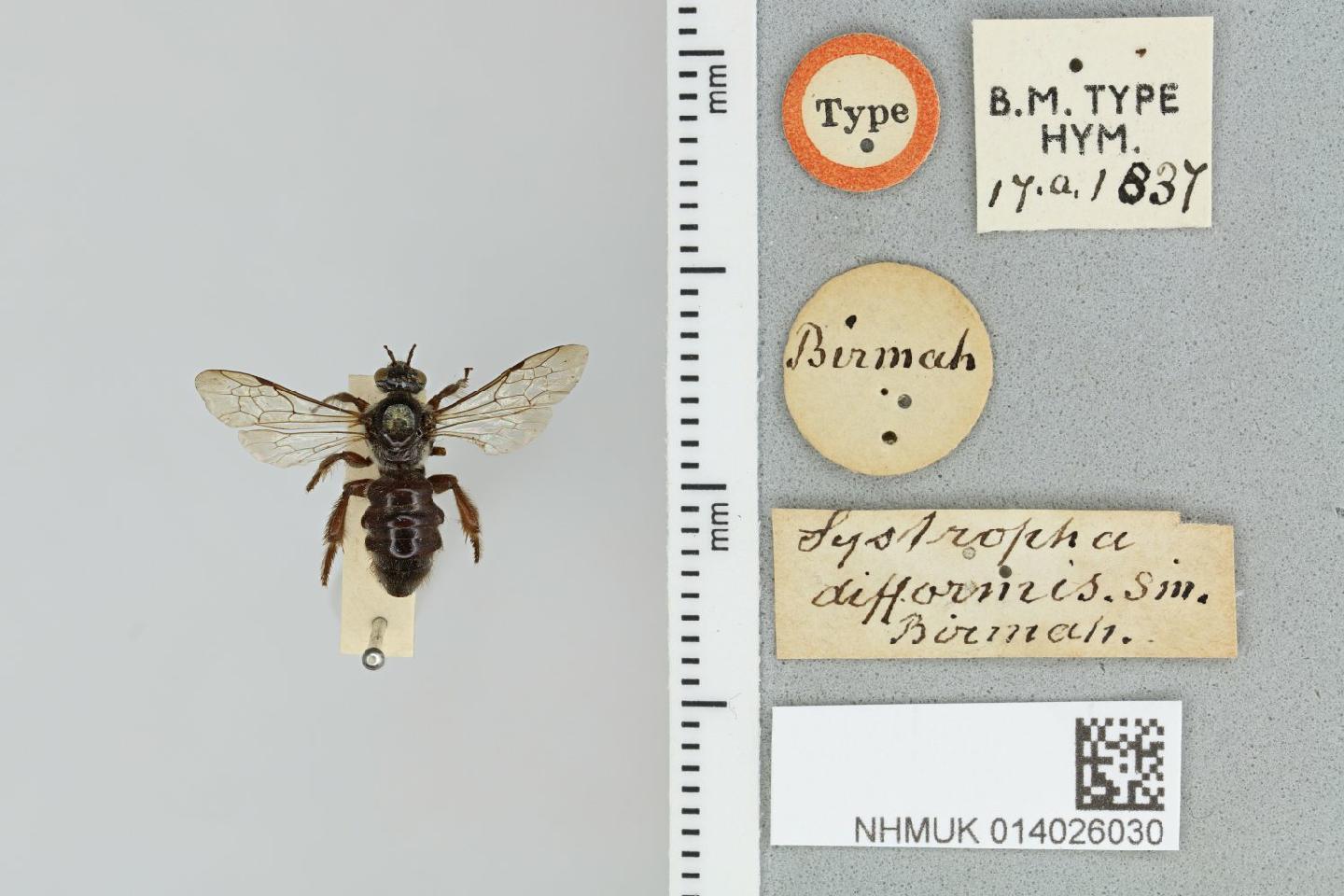 Systropha difformis