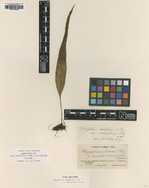 Lepisorus sordidus f. rostrata Ching - BM001038476