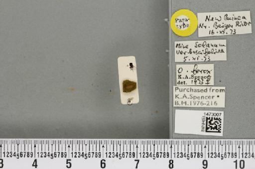 Ophiomyia ferox Spencer, 1977 - BMNHE_1473007_47391