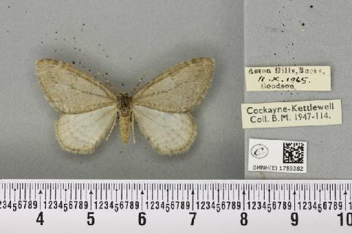 Epirrita dilutata (Denis & Schiffermüller, 1775) - BMNHE_1789282_359244