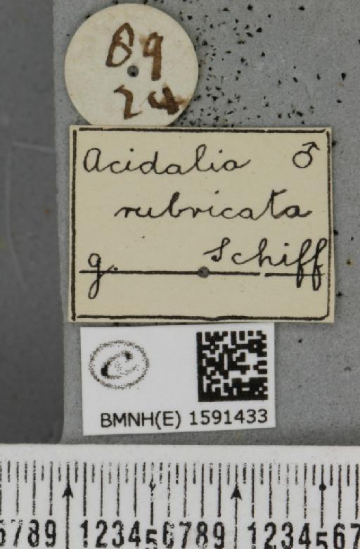 Scopula rubiginata (Hufnagel, 1767) - BMNHE_1591433_label_491956