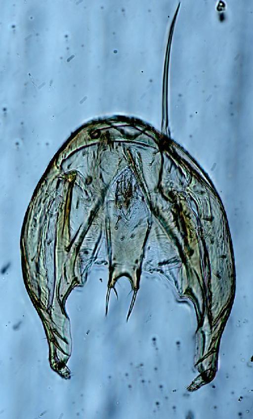 Meroplius (Meroplius) hastifer Seguy, 1938 - Meroplius_Meroplius_hastifer-BMNHE1238991-nontype_male-genitalia