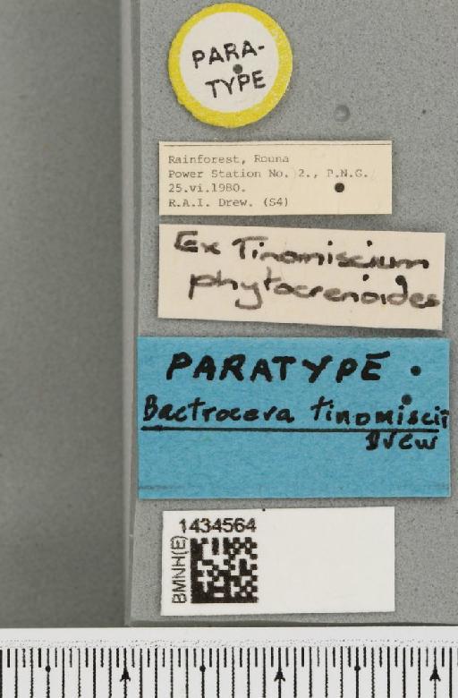 Bactrocera (Bactrocera) tinomiscii Drew, 1989 - BMNHE_1434564_label_28508