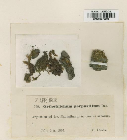 Orthotrichum perpusillum Dusén - BM000872983