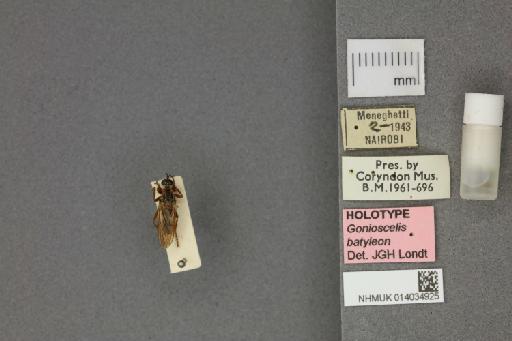 Gonioscelis batyleon Londt - 014034925__