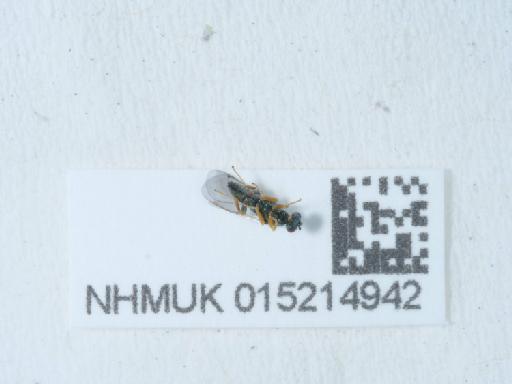Torymus (Torymus) rubi (Schrank, 1781) - 015214942_1