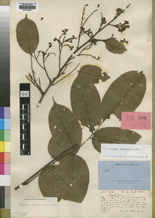 Pterocarpus tinctorius Welw. - BM000842371