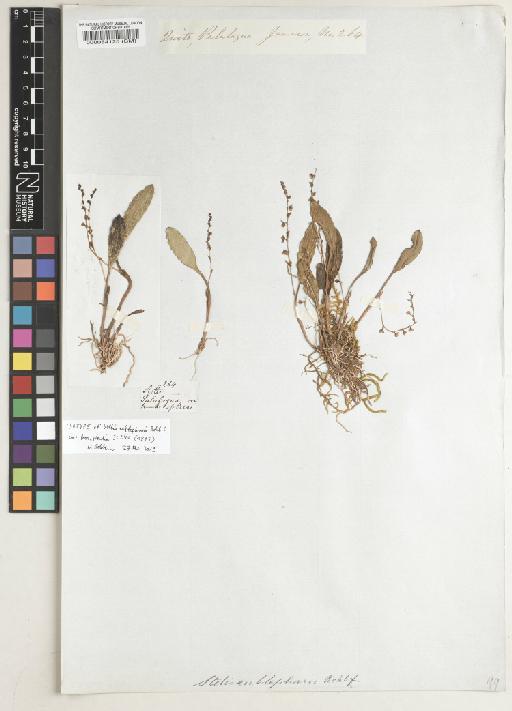 Stelis eublepharis Rchb.f. - BM000084125