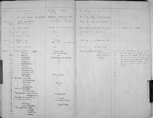 Tellina opalina - Zoology Accessions Register: Mollusca: 1900 - 1905: page 5