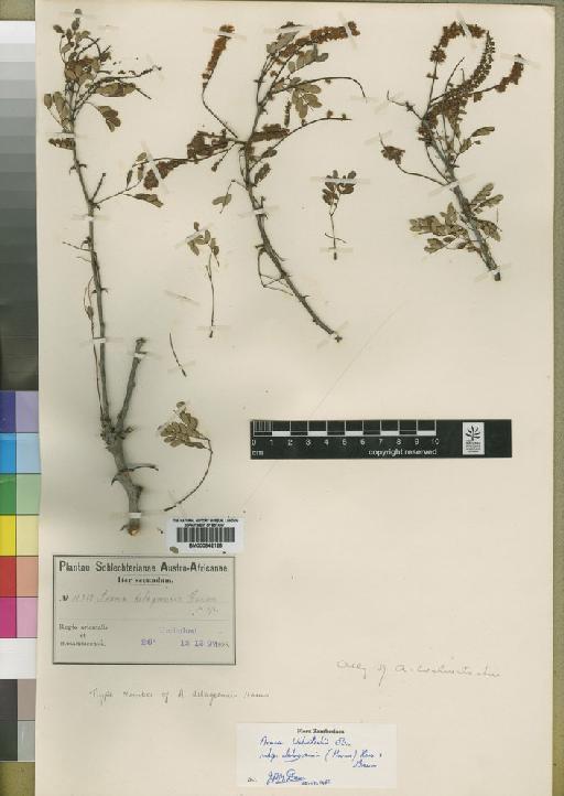 Acacia welwitschii subsp. delagoensis (Harms) J.H.Ross & Brenan - BM000842126