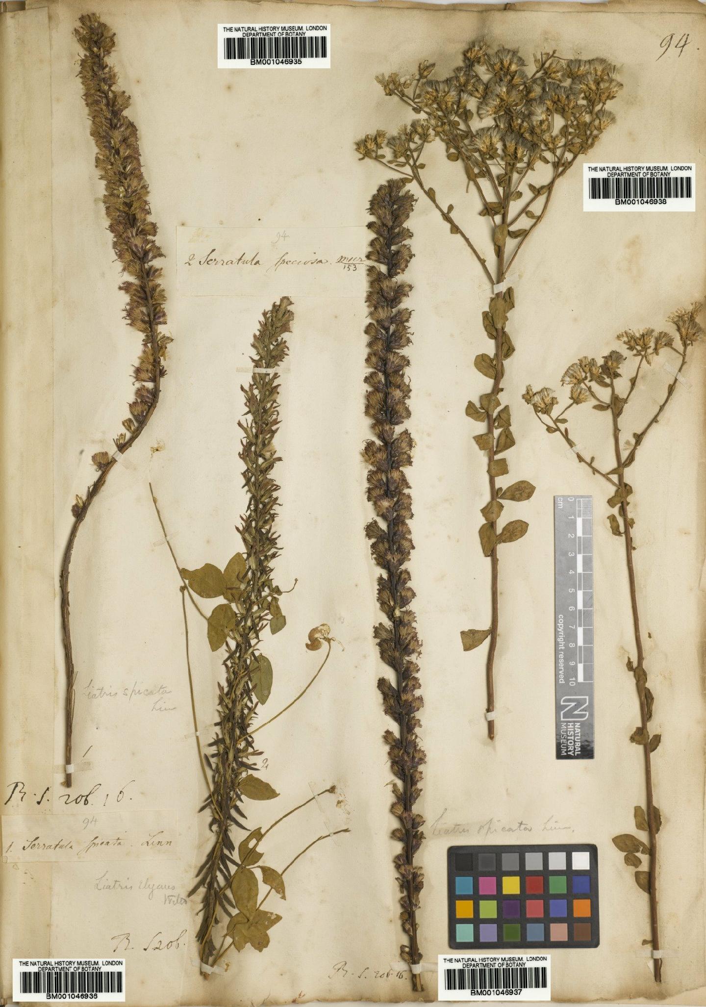 To NHMUK collection (Liatris spicata var. resinosa (Nutt.) Gaiser; NHMUK:ecatalogue:2733933)