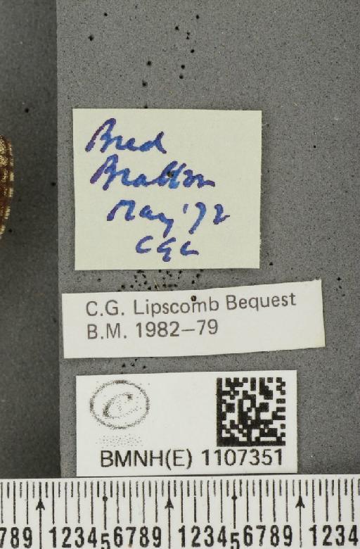 Euphydryas aurinia ab. virgata Tutt, 1896 - BMNHE_1107351_label_18584