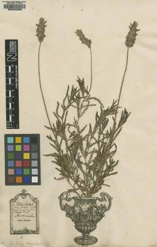 Lavandula dentata L. - BM000628955