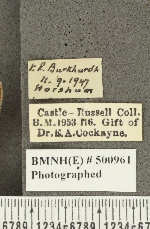 Lycaena phlaeas eleus ab. juncta Tutt, 1906 - BMNHE_500961_label_108905