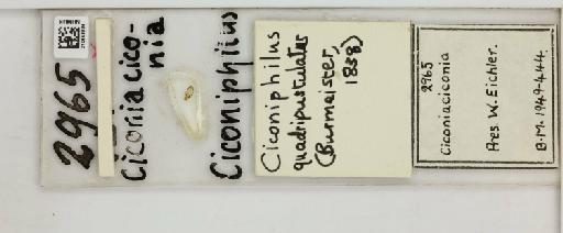 Ciconiphilus quadripustulatus Burmeister, 1838 - 010653334_816393_1428666