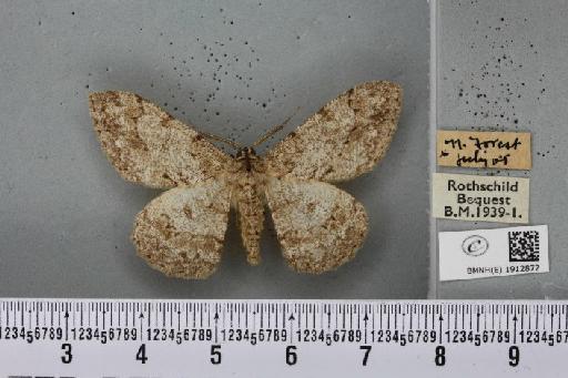 Hypomecis punctinalis (Scopoli, 1763) - BMNHE_1912872_479798