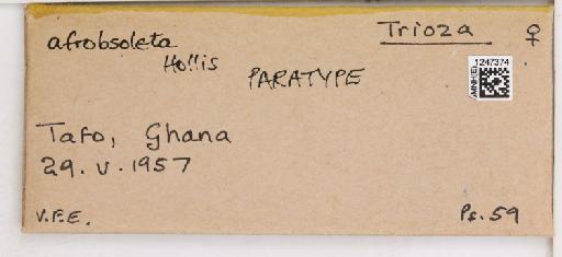 Trioza afrobsoleta Hollis, 1984 - 010717999_additional