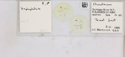 Diclidophlebia Crawford, 1920 - 013481954_117188_1146033_161184