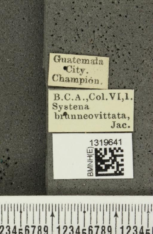 Systena brunneovittata Jacoby, 1884 - BMNHE_1319641_label_26685