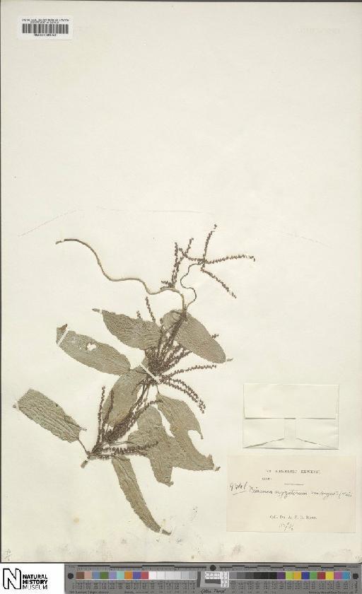 Dioscorea oryzetorum Prain & Burkill - BM001049740