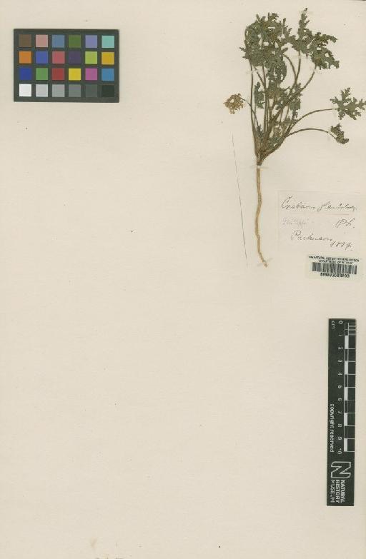 Cristaria glandulosa Philippi - BM000603893